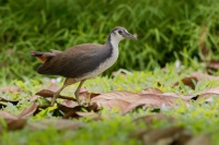 Chrastal beloprsy - Amaurornis phoenicurus - White-breasted Waterhen o2100